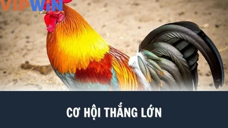 Hướng dẫn đơn giản để ai cũng có thể tham gia cá cược đá gà VIPWIN Hướng dẫn đơn giản để ai cũng có thể tham gia cá cược đá gà VIPWIN