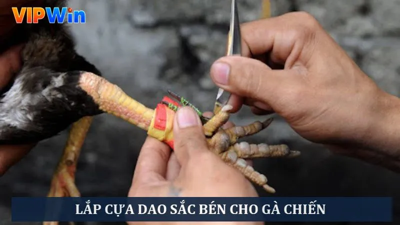 Đá Gà Trực Tiếp: Top 5 Các Trận Chiến Hấp Dẫn Thưởng “Khủng” 5 Lắp cựa dao sắc bén để buff sức mạnh chiến kê