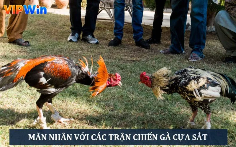 Đá Gà Trực Tiếp: Top 5 Các Trận Chiến Hấp Dẫn Thưởng “Khủng” 6 Theo dõi các trận đấu gà cựa sắt đầy kịch tính