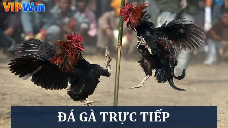 Khám phá hình thức chơi Đá gà trực tiếp tại Vipwin